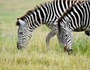 Zebras se Alimentando 2