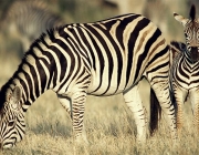 Zebras se Alimentando 3