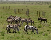 Zebras se Alimentando 4