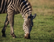 Zebras se Alimentando 5