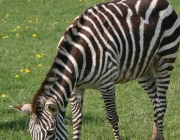 Zebras se Alimentando 6