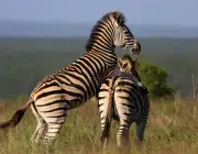 Zebras se Reproduzindo 1