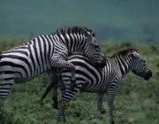 Zebras se Reproduzindo 2