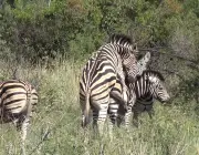 Zebras se Reproduzindo 3