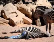 Zebras se Reproduzindo 5