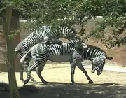 Zebras se Reproduzindo 6