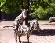 Zebras se Reproduzindo