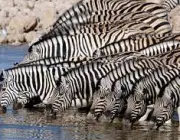 Zebras Vivendo em Grupo 1