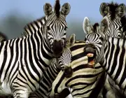 Zebras Vivendo em Grupo 2