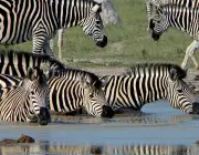 Zebras Vivendo em Grupo 3