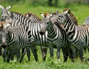 Zebras Vivendo em Grupo 5