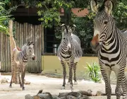 Zebras Vivendo em Grupo 6
