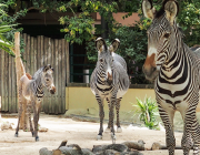 Zebras Vivendo em Grupo 6