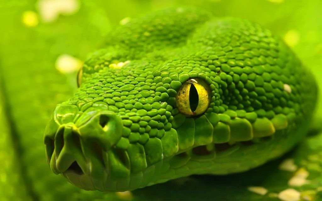 A Beleza da Piton Verde Arboricola