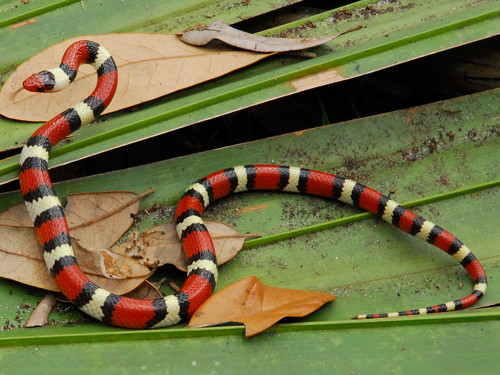 A Beleza de Uma Cobra Coral 