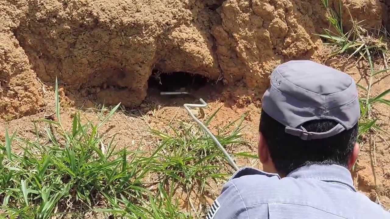 Abrigo de Cobra Jararacuçu do Papo Amarelo