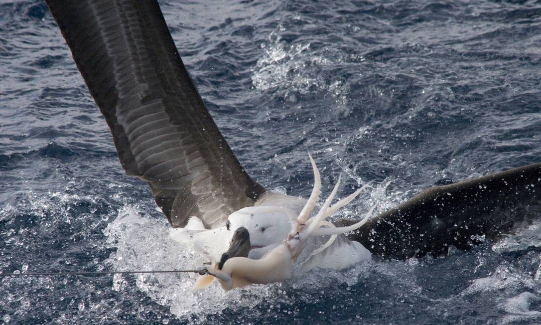 Albatroz Caçando no Mar