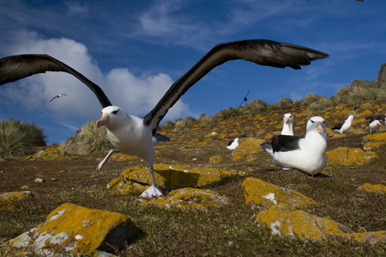 Albatroz de Sobrancelha  com Filhotes