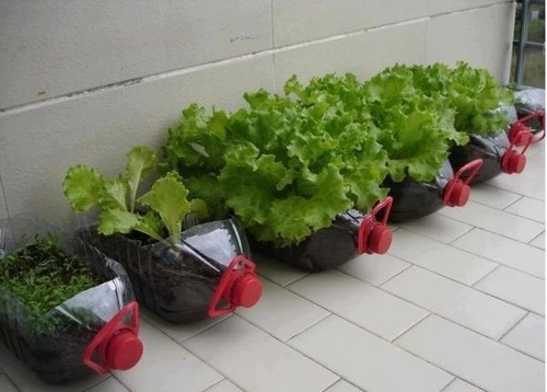 Como Plantar Alface em Garrafa PET: Passo a Passo