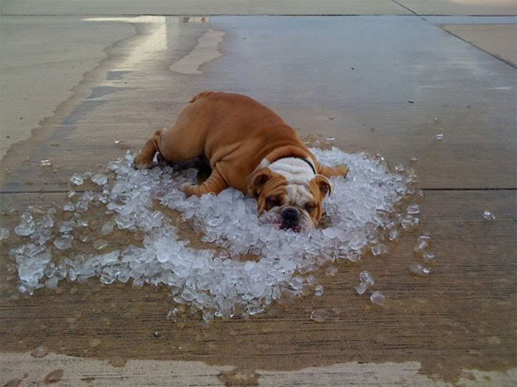As Patas dos Cães e Ambientes Frios