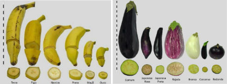 Banana e Berinjela Juntas em Imagem 