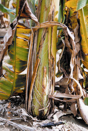 Bananeira Com a Doença Mal-do-Panamá