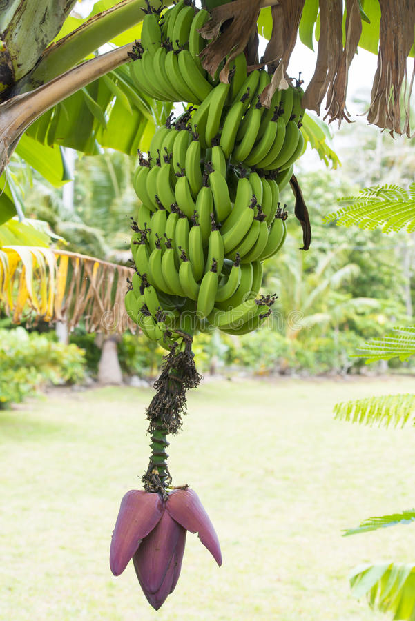 Bananeira Com as Frutas Ainda Verde
