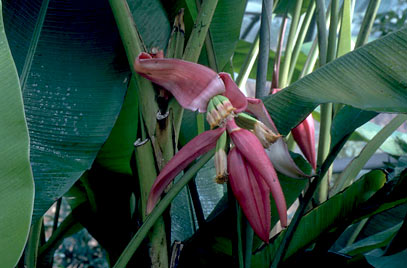 Bananeira Ornamentada Doente 