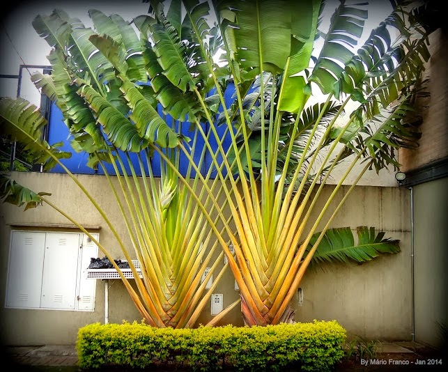 Bananeira Ornamental em Casa