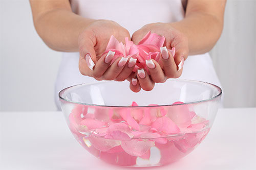 Benefícios da Rosa de Cem Pétalas