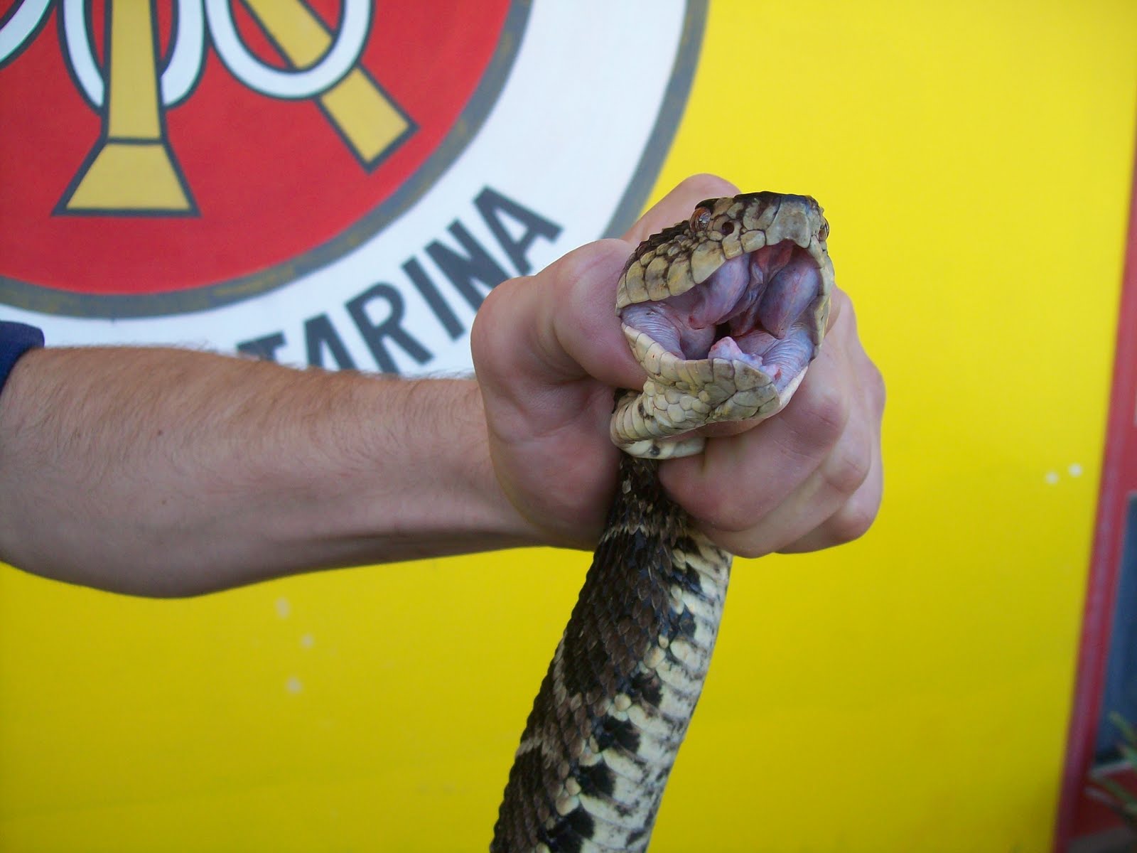 Bombeiro Captura Cobra Jarracuçu