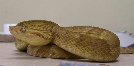 Bothrops Insularis Enrolada 