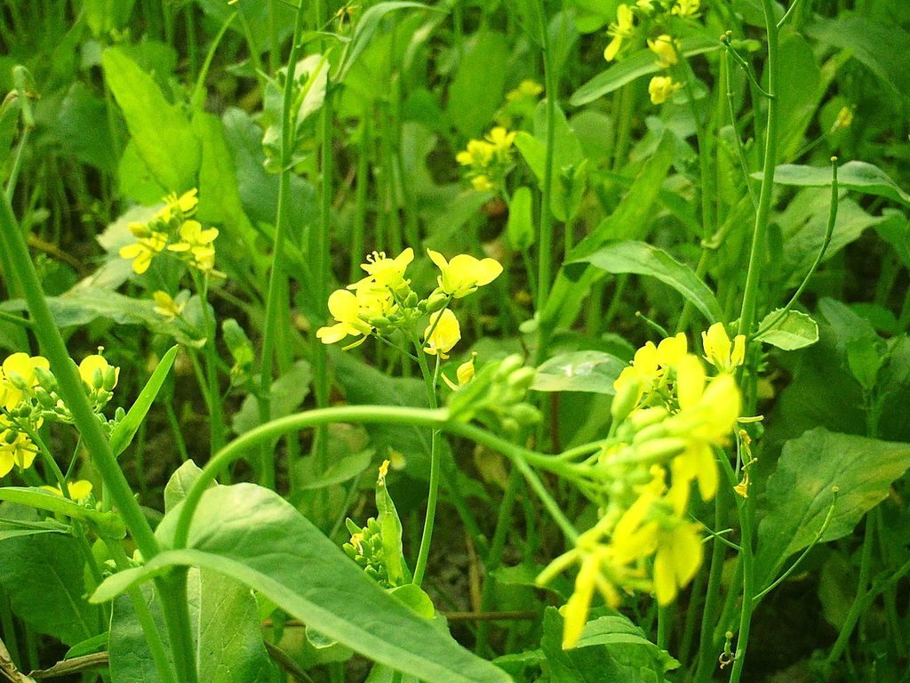 Brassica Juncea