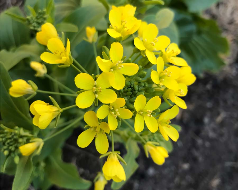 Brassica Rapa