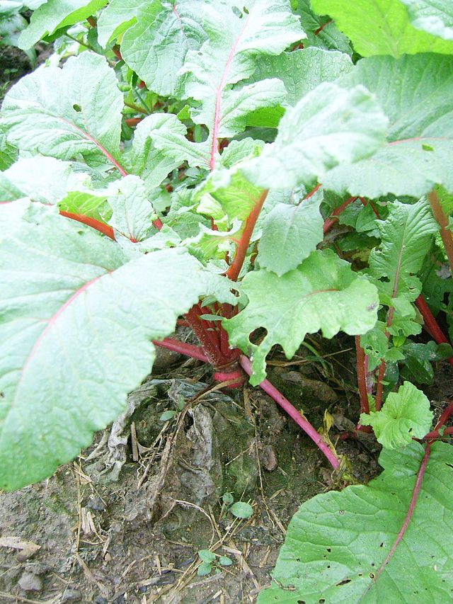 Brassicaceae e a Mudança Climática