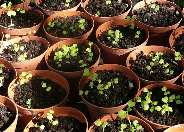 Brócolis Plantados em Vasos de uma Casa