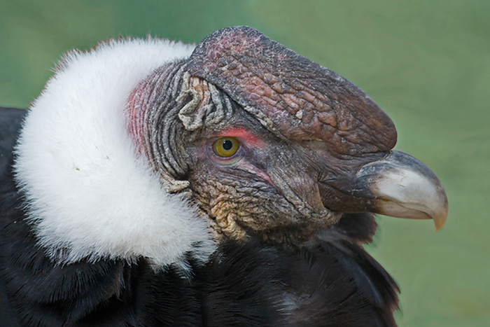 Cabeça de um Condor dos Andes 