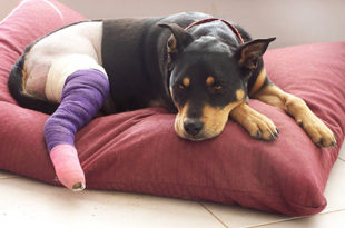 Cachorro Com Dor Nas Pernas Traseiras