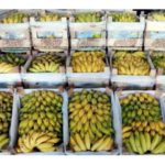 Cachos de Banana no Ceasa