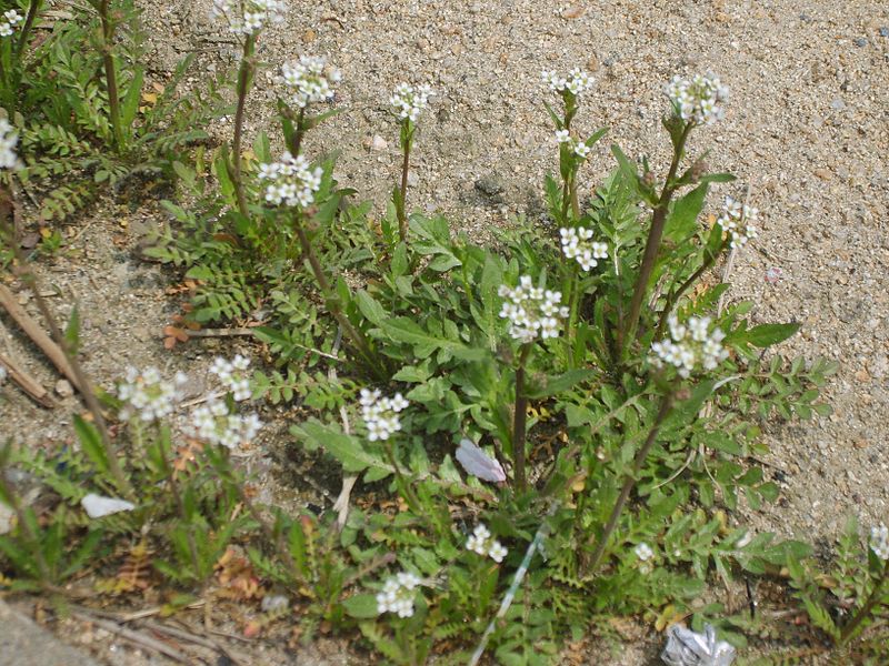 Capsella Bursa Pastoris