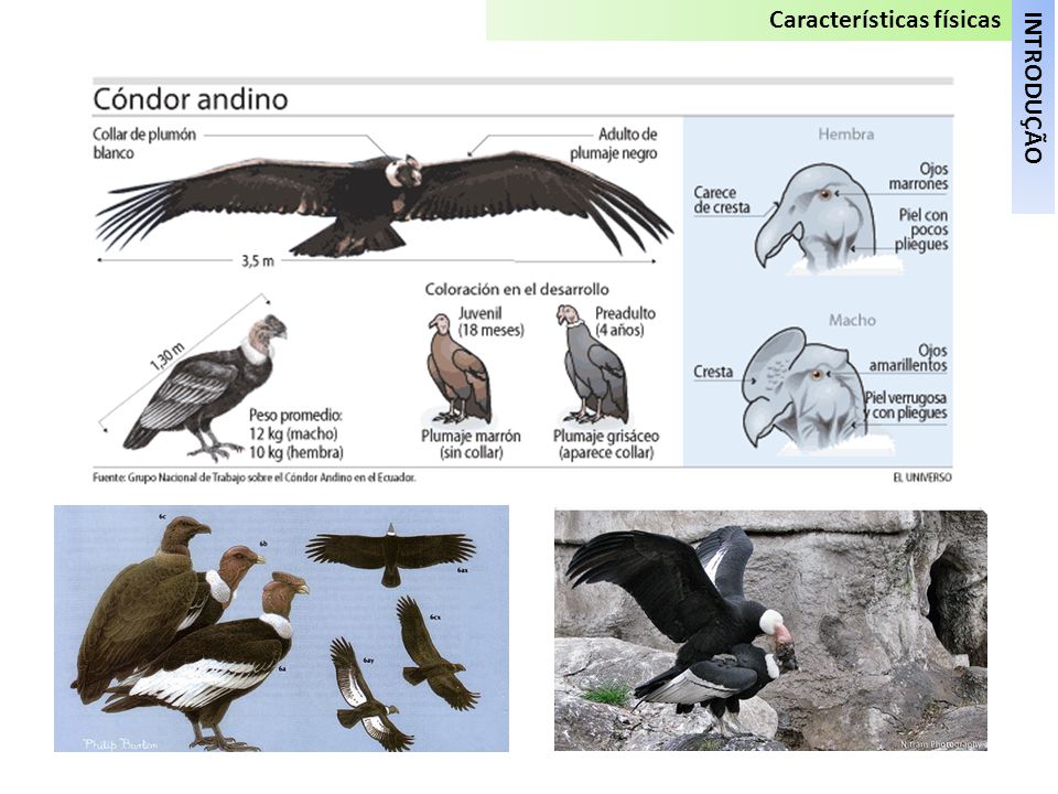 Características Físicas do Condor dos Andes