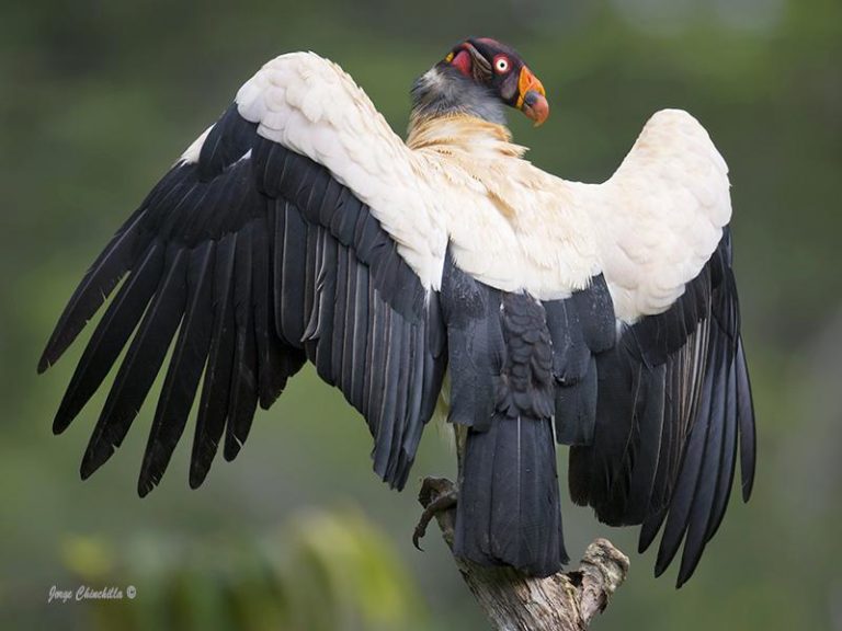 Características Físicas do Urubu Rei Brasileiro