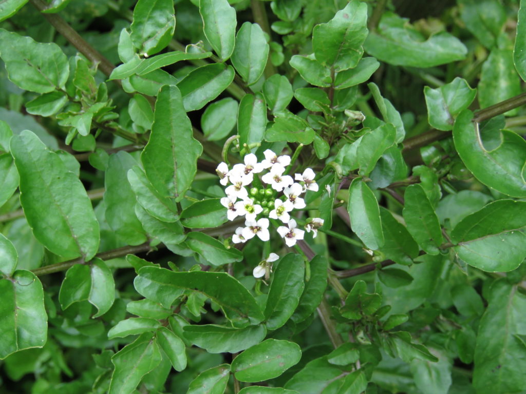 Cardamine Bonariensis