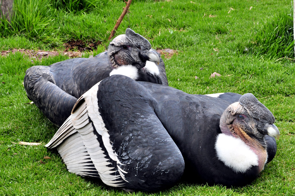 Casal de Condor dos Andes 