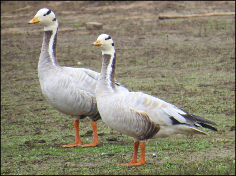 Casal de Ganso Indiano