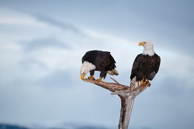 Casal de Águia