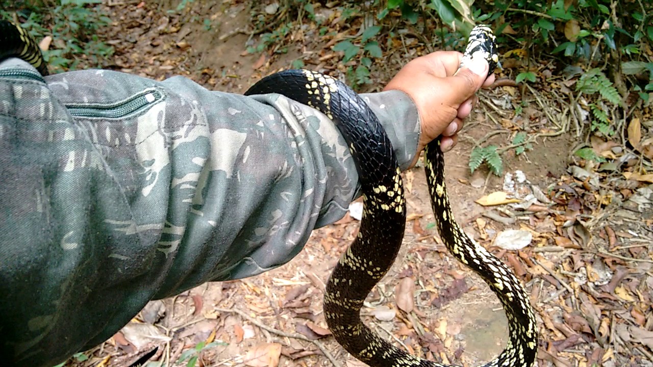Cobra Caninana Enrolada em Braço de Homem