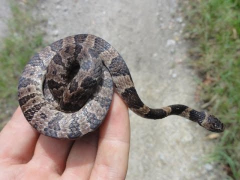 Cobra Dormideira 