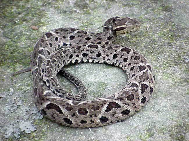 Cobra Jararacuçu Enrolada