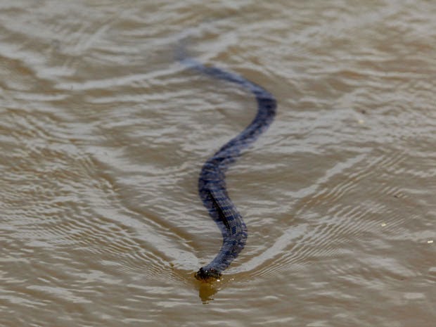 Cobra Nadando Em Um Lago Catarinense
